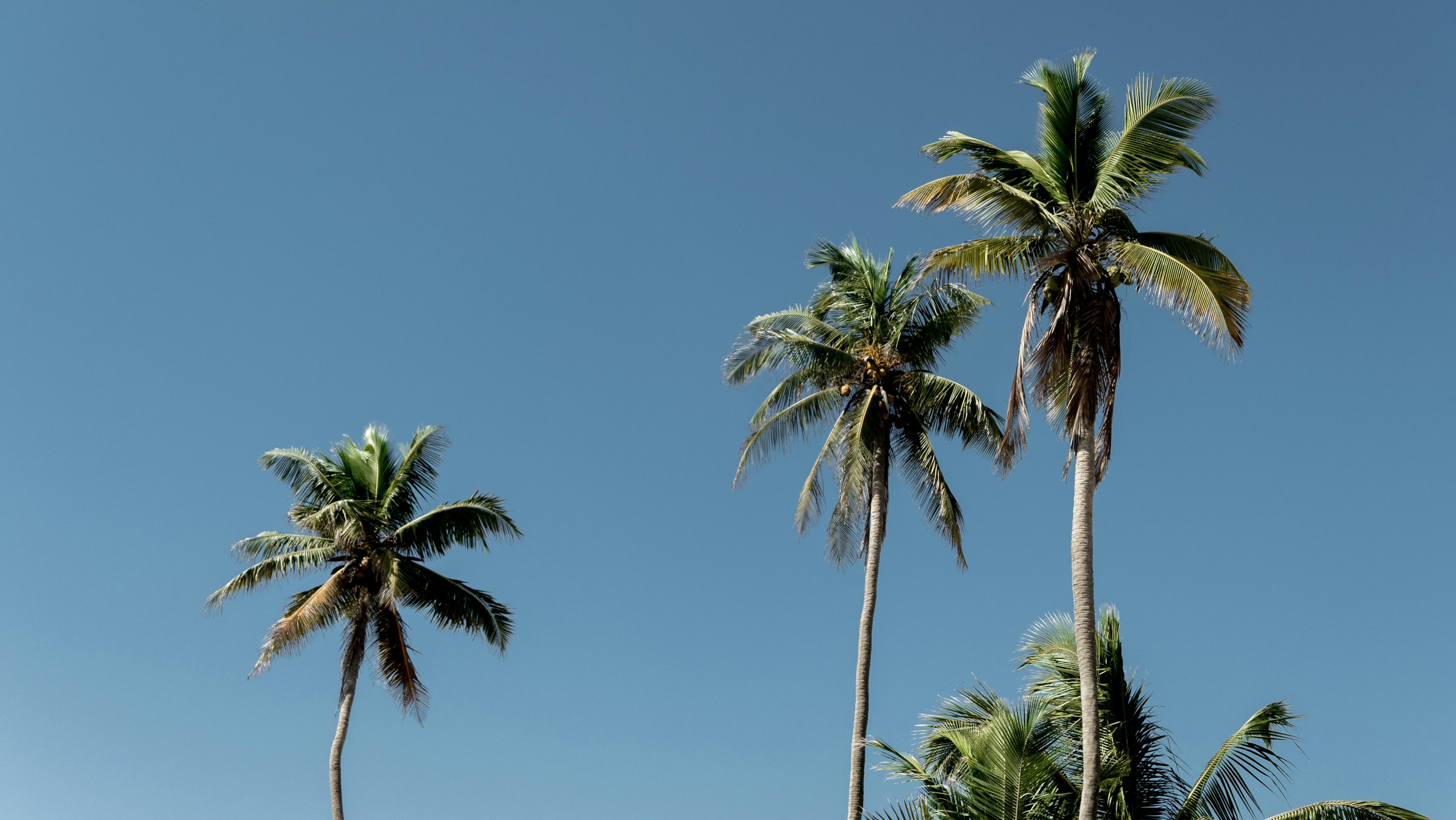 Palmen in Salalah – Motiv aus der Zielregion, kein Flughafenfoto