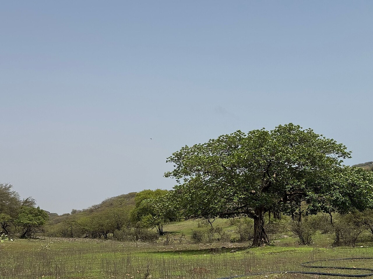 Weit ausladender Baum auf einer grünen Fläche bei Salalah
